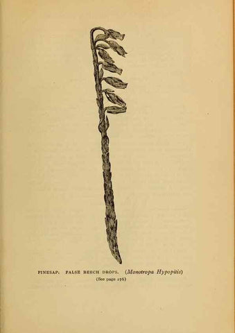Reproducción/Reproduction 49303716163: Harper's guide to wild flowers,. New York,Harper,1912.. 
