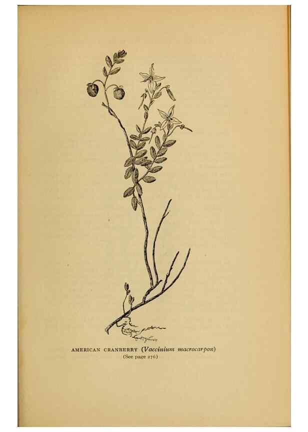 Reproducción/Reproduction 49303716398: Harper's guide to wild flowers,. New York,Harper,1912.. 