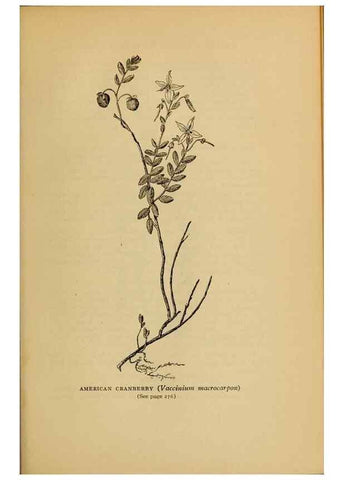 Reproducción/Reproduction 49303716398: Harper's guide to wild flowers,. New York,Harper,1912.. 
