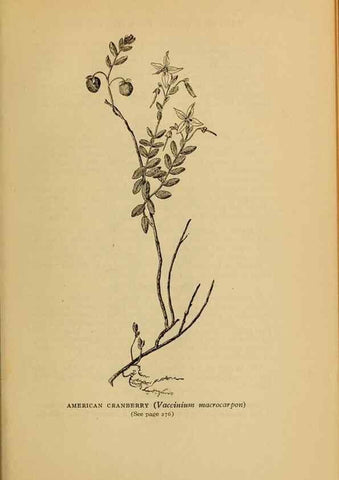 Reproducción/Reproduction 49303716398: Harper's guide to wild flowers,. New York,Harper,1912.. 