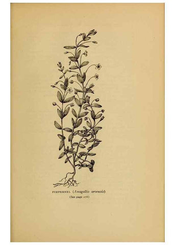 Reproducción/Reproduction 49303716693: Harper's guide to wild flowers,. New York,Harper,1912.. 