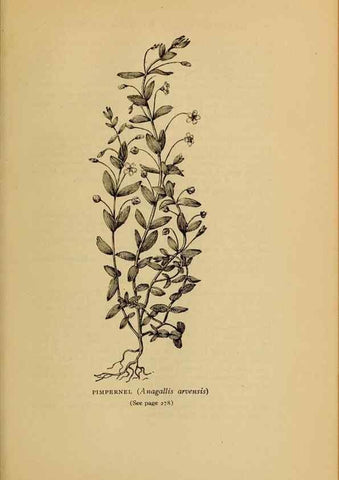 Reproducción/Reproduction 49303716693: Harper's guide to wild flowers,. New York,Harper,1912.. 