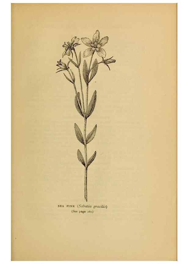 Reproducción/Reproduction 49304205536: Harper's guide to wild flowers,. New York,Harper,1912.. 