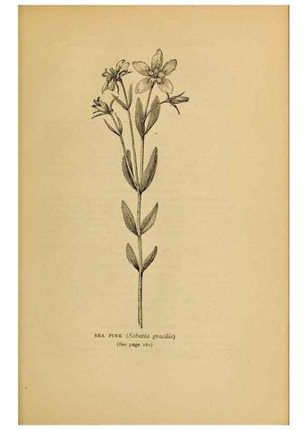 Reproducción/Reproduction 49304205536: Harper's guide to wild flowers,. New York,Harper,1912.. 