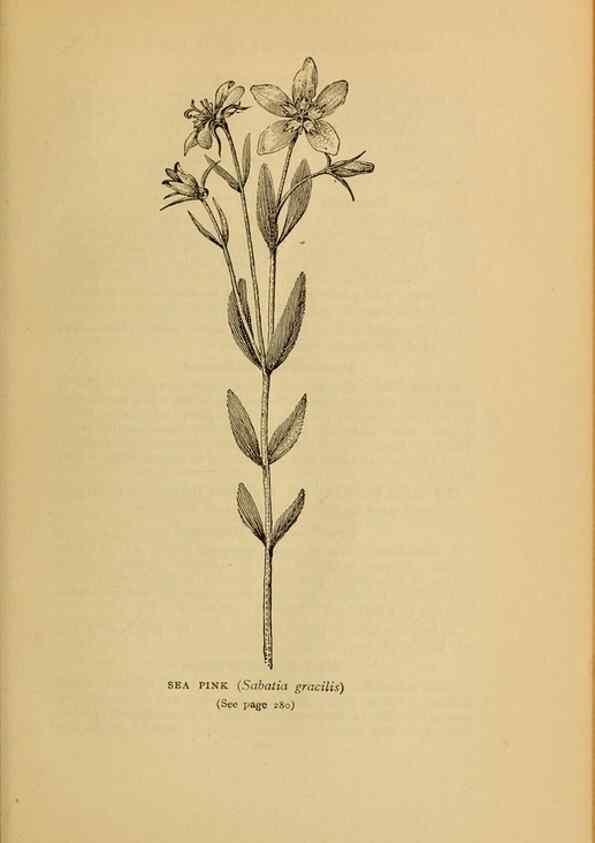 Reproducción/Reproduction 49304205536: Harper's guide to wild flowers,. New York,Harper,1912.. 