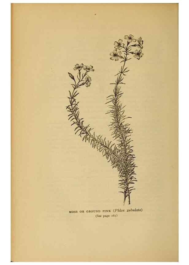 Reproducción/Reproduction 49303717033: Harper's guide to wild flowers,. New York,Harper,1912.. 