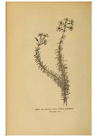 Reproducción/Reproduction 49303717033: Harper's guide to wild flowers,. New York,Harper,1912.. 