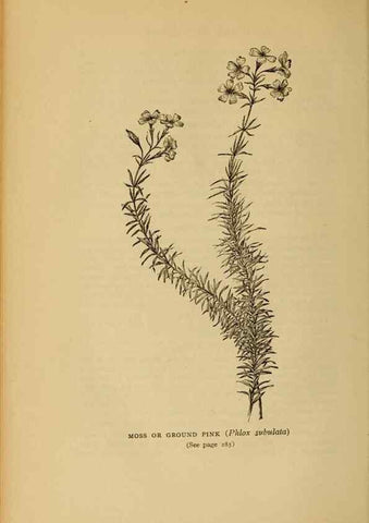 Reproducción/Reproduction 49303717033: Harper's guide to wild flowers,. New York,Harper,1912.. 