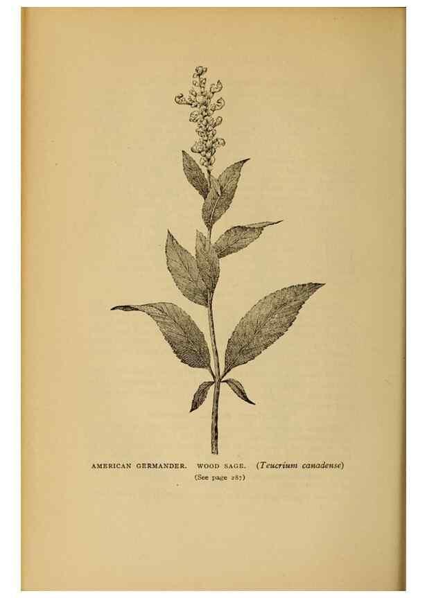Reproducción/Reproduction 49303717218: Harper's guide to wild flowers,. New York,Harper,1912.. 