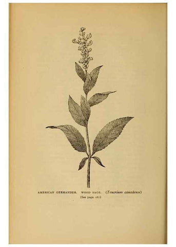 Reproducción/Reproduction 49303717218: Harper's guide to wild flowers,. New York,Harper,1912.. 