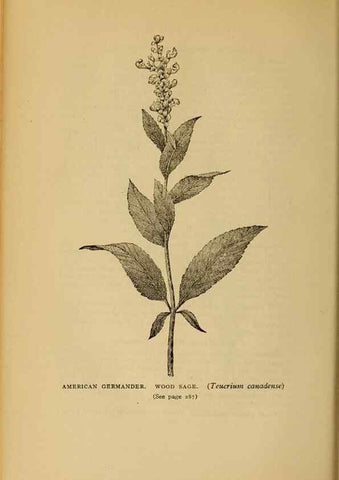 Reproducción/Reproduction 49303717218: Harper's guide to wild flowers,. New York,Harper,1912.. 