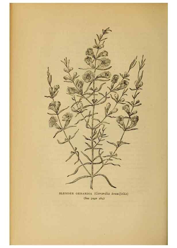 Reproducción/Reproduction 49303717458: Harper's guide to wild flowers,. New York,Harper,1912.. 