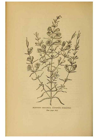 Reproducción/Reproduction 49303717458: Harper's guide to wild flowers,. New York,Harper,1912.. 