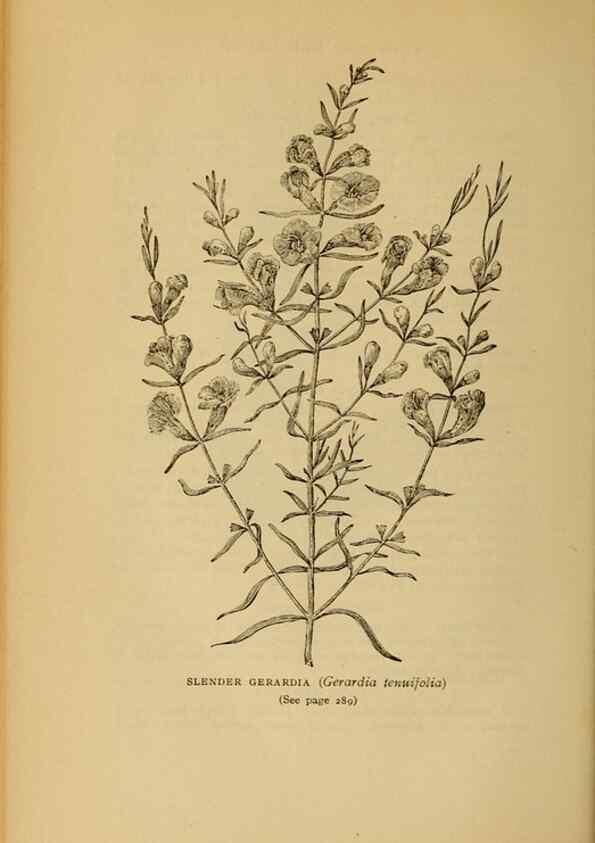 Reproducción/Reproduction 49303717458: Harper's guide to wild flowers,. New York,Harper,1912.. 