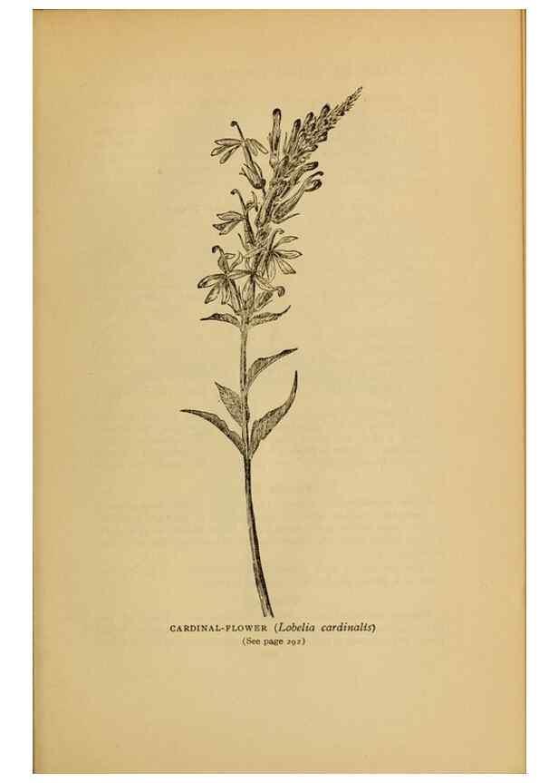 Reproducción/Reproduction 49304206486: Harper's guide to wild flowers,. New York,Harper,1912.. 