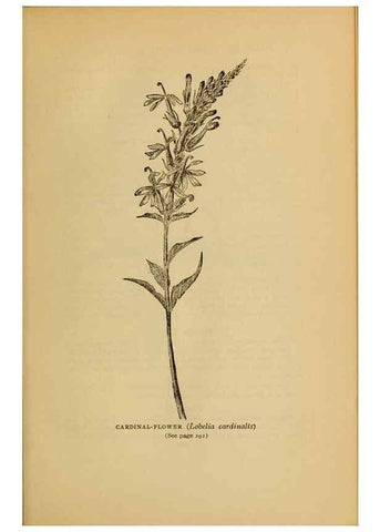 Reproducción/Reproduction 49304206486: Harper's guide to wild flowers,. New York,Harper,1912.. 