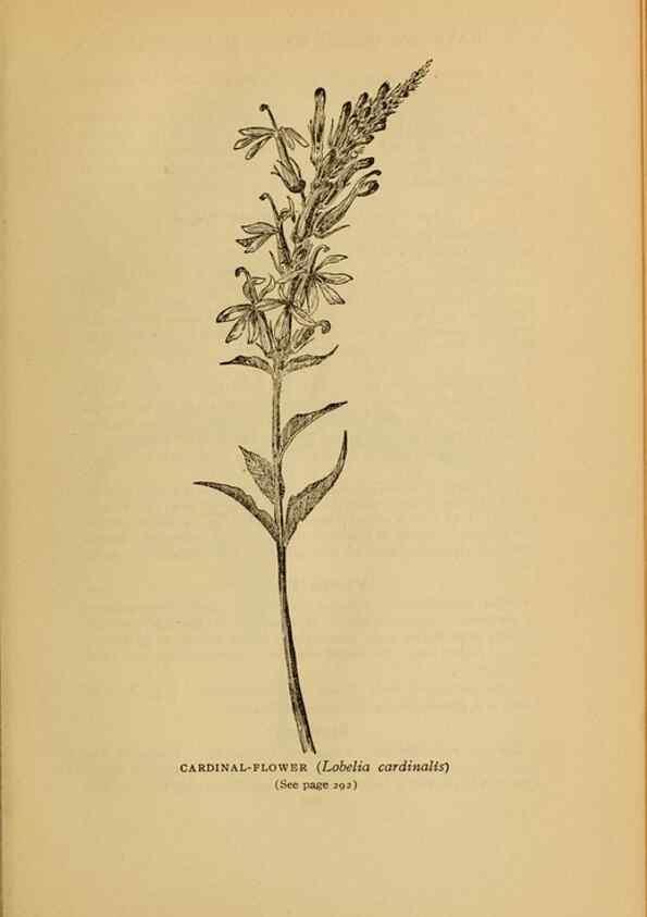 Reproducción/Reproduction 49304206486: Harper's guide to wild flowers,. New York,Harper,1912.. 