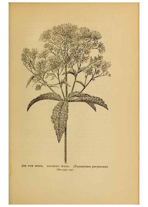 Reproducción/Reproduction 49304416577: Harper's guide to wild flowers,. New York,Harper,1912.. 