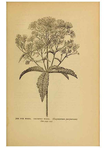Reproducción/Reproduction 49304416577: Harper's guide to wild flowers,. New York,Harper,1912.. 