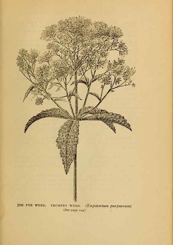 Reproducción/Reproduction 49304416577: Harper's guide to wild flowers,. New York,Harper,1912.. 