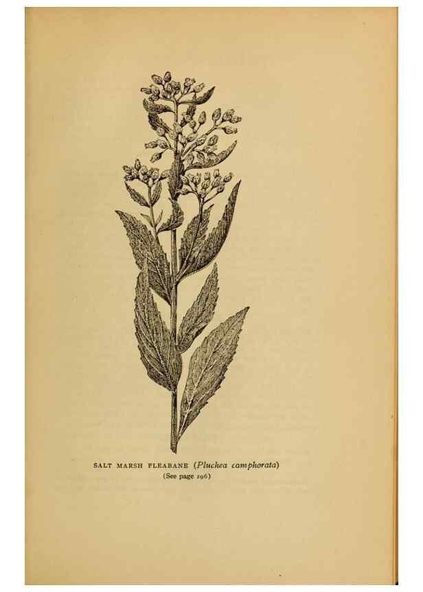 Reproducción/Reproduction 49304416837: Harper's guide to wild flowers,. New York,Harper,1912.. 