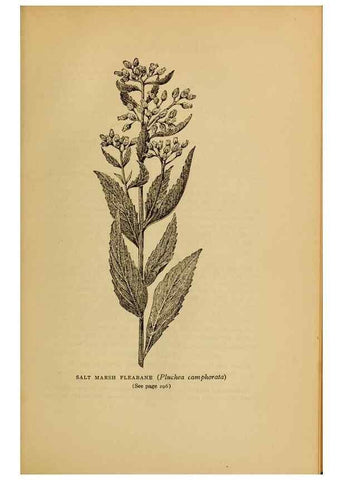 Reproducción/Reproduction 49304416837: Harper's guide to wild flowers,. New York,Harper,1912.. 