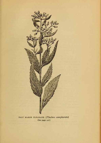 Reproducción/Reproduction 49304416837: Harper's guide to wild flowers,. New York,Harper,1912.. 