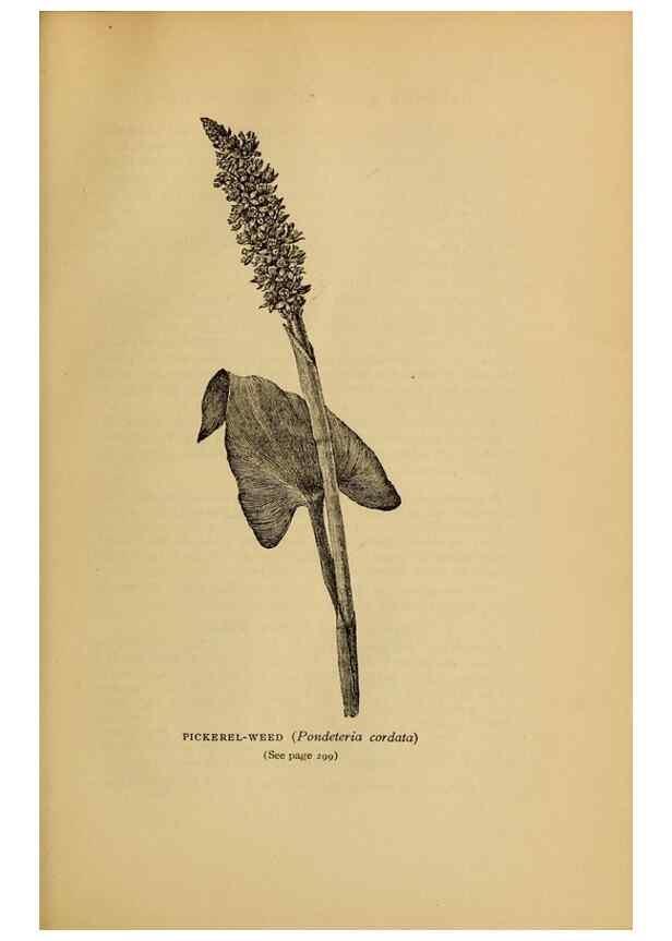 Reproducción/Reproduction 49304207176: Harper's guide to wild flowers,. New York,Harper,1912.. 