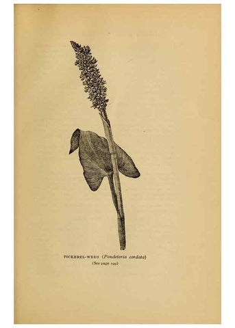 Reproducción/Reproduction 49304207176: Harper's guide to wild flowers,. New York,Harper,1912.. 