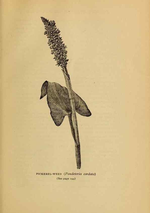 Reproducción/Reproduction 49304207176: Harper's guide to wild flowers,. New York,Harper,1912.. 