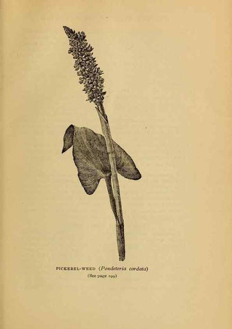 Reproducción/Reproduction 49304207176: Harper's guide to wild flowers,. New York,Harper,1912.. 