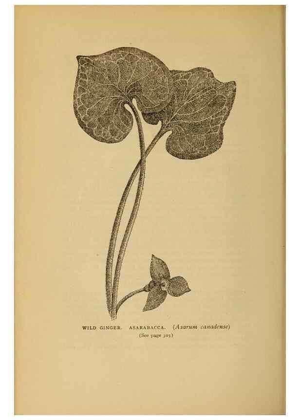 Reproducción/Reproduction 49304207401: Harper's guide to wild flowers,. New York,Harper,1912.. 
