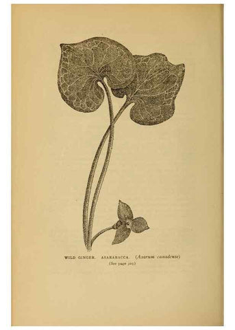 Reproducción/Reproduction 49304207401: Harper's guide to wild flowers,. New York,Harper,1912.. 