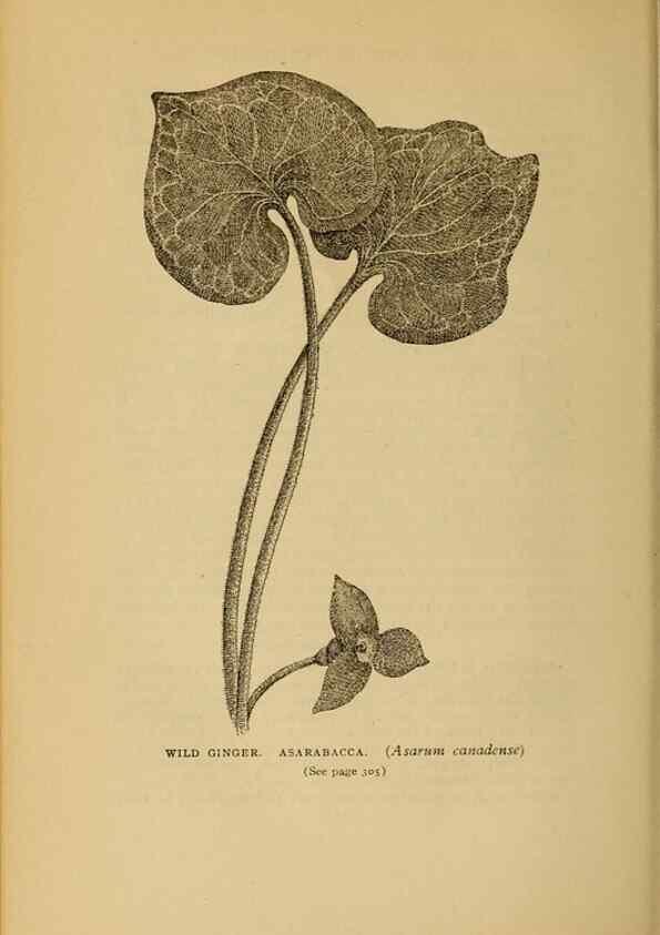 Reproducción/Reproduction 49304207401: Harper's guide to wild flowers,. New York,Harper,1912.. 