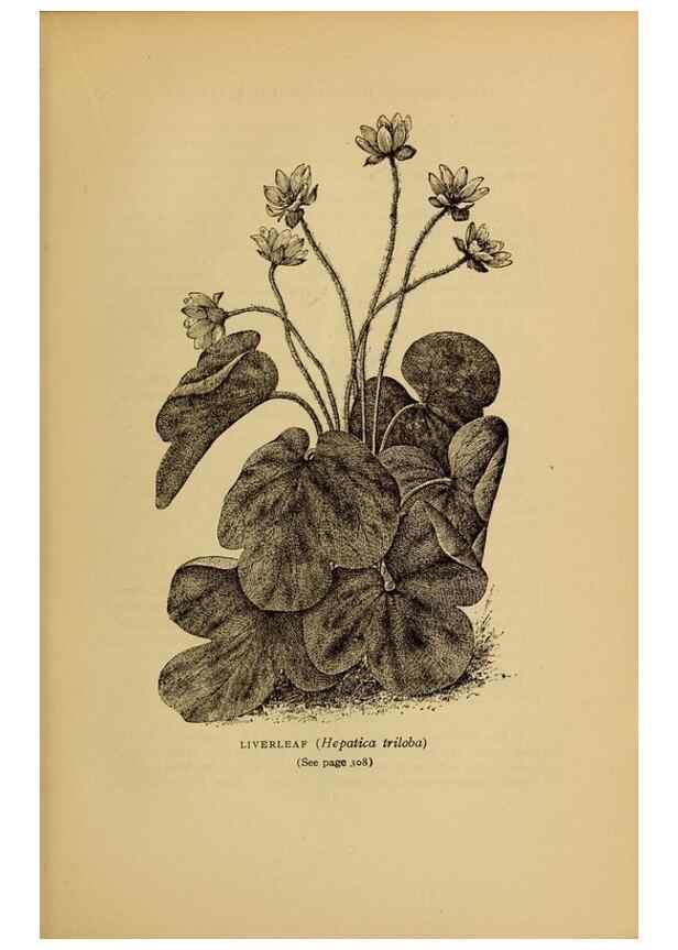 Reproducción/Reproduction 49304417542: Harper's guide to wild flowers,. New York,Harper,1912.. 