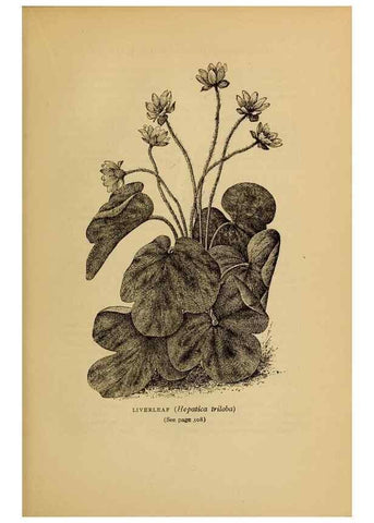 Reproducción/Reproduction 49304417542: Harper's guide to wild flowers,. New York,Harper,1912.. 