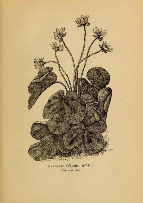 Reproducción/Reproduction 49304417542: Harper's guide to wild flowers,. New York,Harper,1912.. 