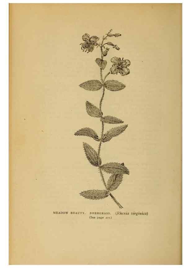 Reproducción/Reproduction 49303715398: Harper's guide to wild flowers,. New York,Harper,1912.. 