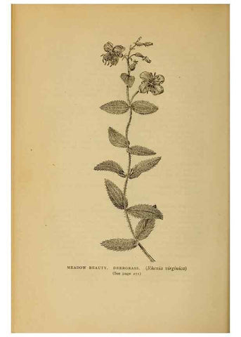 Reproducción/Reproduction 49303715398: Harper's guide to wild flowers,. New York,Harper,1912.. 