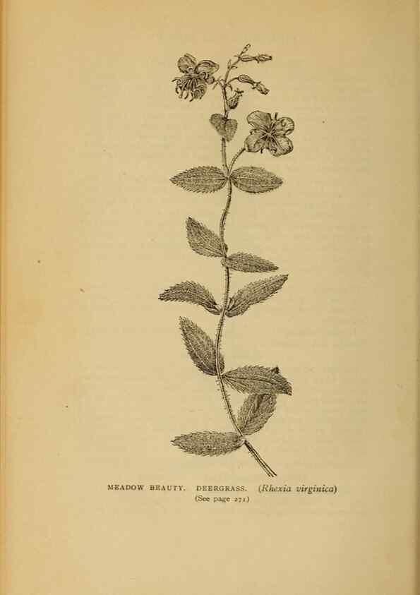 Reproducción/Reproduction 49303715398: Harper's guide to wild flowers,. New York,Harper,1912.. 