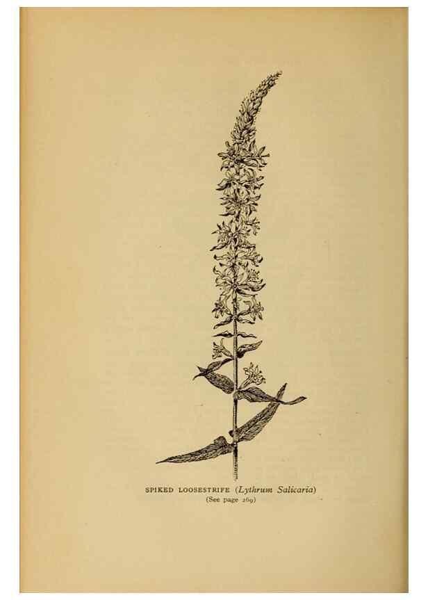 Reproducción/Reproduction 49304203851: Harper's guide to wild flowers,. New York,Harper,1912.. 