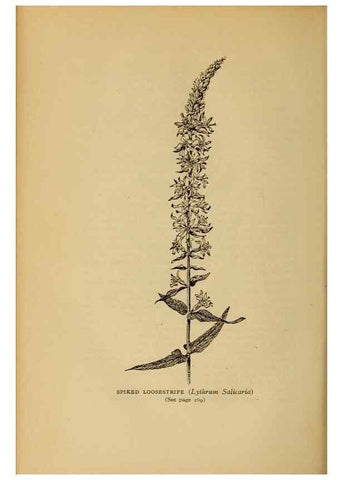 Reproducción/Reproduction 49304203851: Harper's guide to wild flowers,. New York,Harper,1912.. 