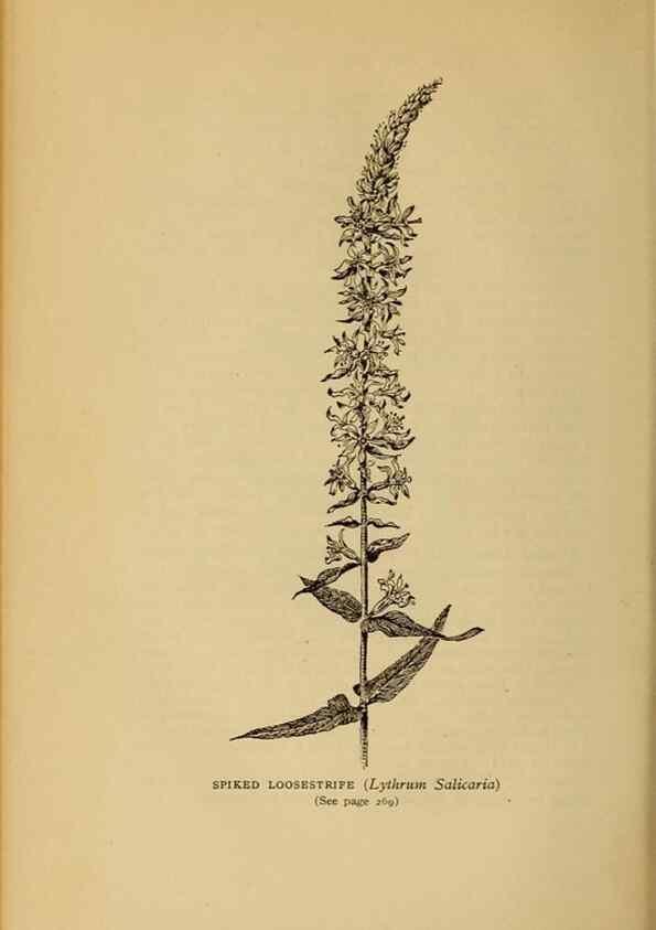 Reproducción/Reproduction 49304203851: Harper's guide to wild flowers,. New York,Harper,1912.. 