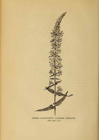 Reproducción/Reproduction 49304203851: Harper's guide to wild flowers,. New York,Harper,1912.. 