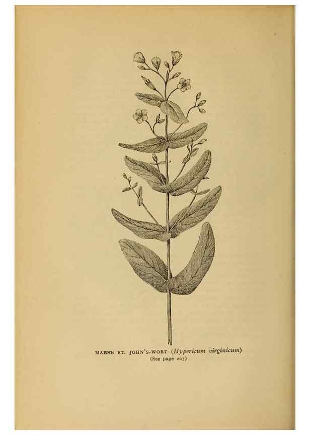 Reproducción/Reproduction 49303714878: Harper's guide to wild flowers,. New York,Harper,1912.. 
