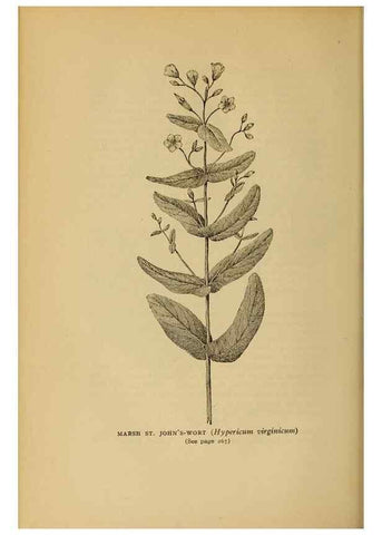 Reproducción/Reproduction 49303714878: Harper's guide to wild flowers,. New York,Harper,1912.. 