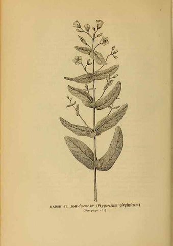 Reproducción/Reproduction 49303714878: Harper's guide to wild flowers,. New York,Harper,1912.. 