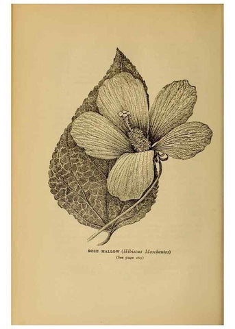 Reproducción/Reproduction 49304412962: Harper's guide to wild flowers,. New York,Harper,1912.. 