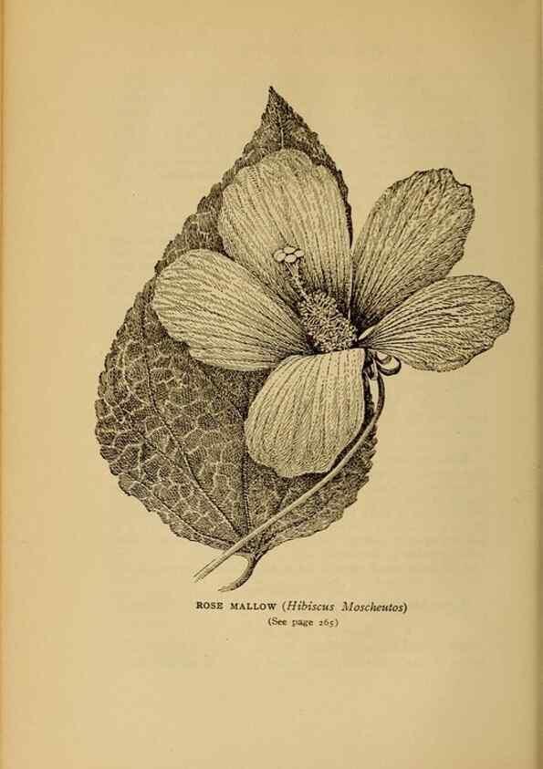 Reproducción/Reproduction 49304412962: Harper's guide to wild flowers,. New York,Harper,1912.. 