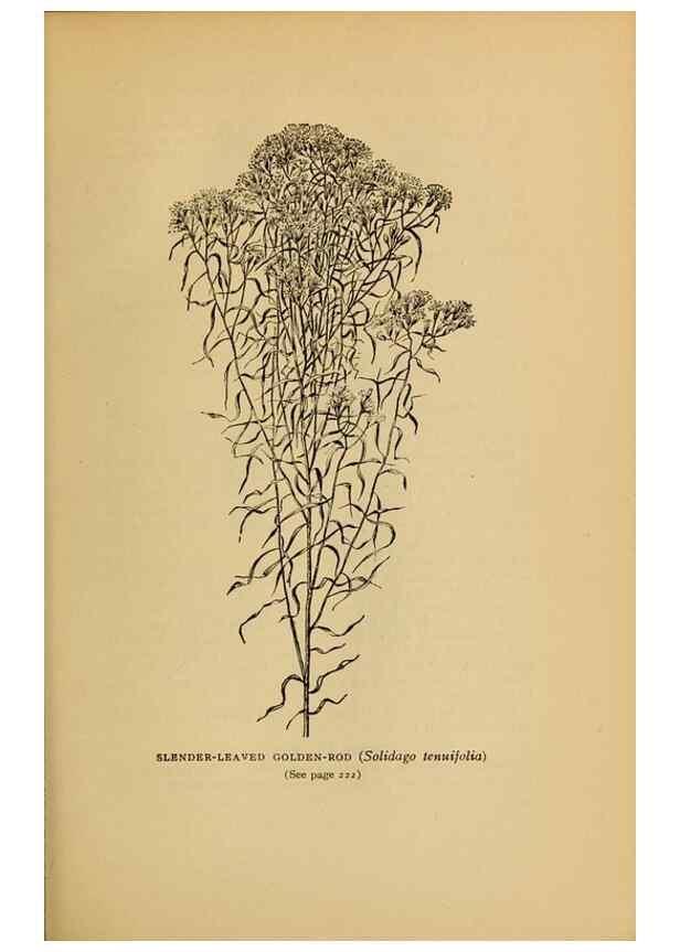 Reproducción/Reproduction 49304408577: Harper's guide to wild flowers,. New York,Harper,1912.. 